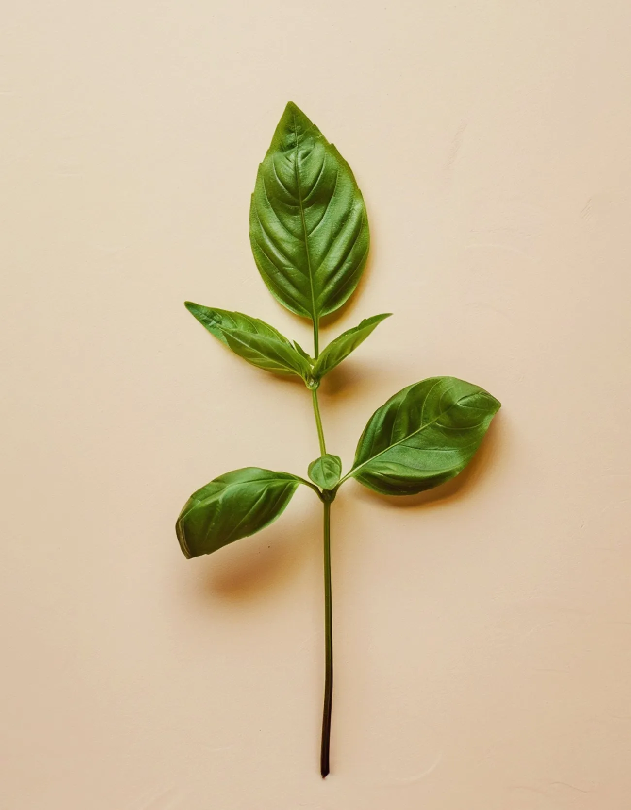 Basil Oil